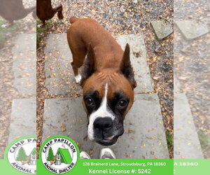 Boxer Dogs for adoption in Stroudsburg, PA, USA