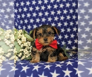 Yorkshire Terrier Puppy for sale in OXFORD, PA, USA