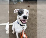 Small #11 Labrador Retriever Mix