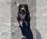 Small #2 Labrador Retriever Mix