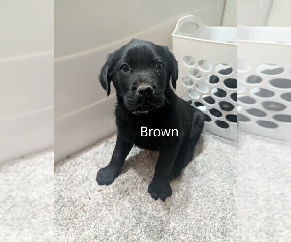 Medium Photo #15 Golden Labrador Puppy For Sale in CAMERON, MO, USA