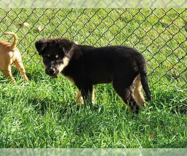 Medium Photo #2 Mutt Puppy For Sale in Minneapolis, MN, USA