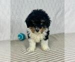 Small #1 Bernedoodle (Miniature)