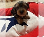 Small #9 Yorkshire Terrier