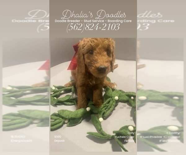 Medium Photo #25 Goldendoodle Puppy For Sale in BREA, CA, USA