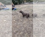 Puppy Light Blue Chesapeake Bay Retriever