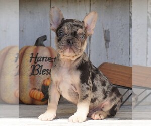 French Bulldog Puppy for sale in FREDERICKSBG, OH, USA