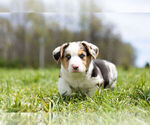Small Photo #2 Pembroke Welsh Corgi Puppy For Sale in WARSAW, IN, USA