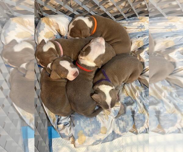 Medium Photo #7 American Pit Bull Terrier-Unknown Mix Puppy For Sale in Spring Lake, NJ, USA
