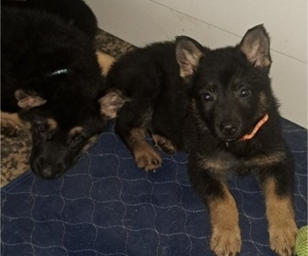 Medium Photo #5 German Shepherd Dog Puppy For Sale in SHORTSVILLE, NY, USA