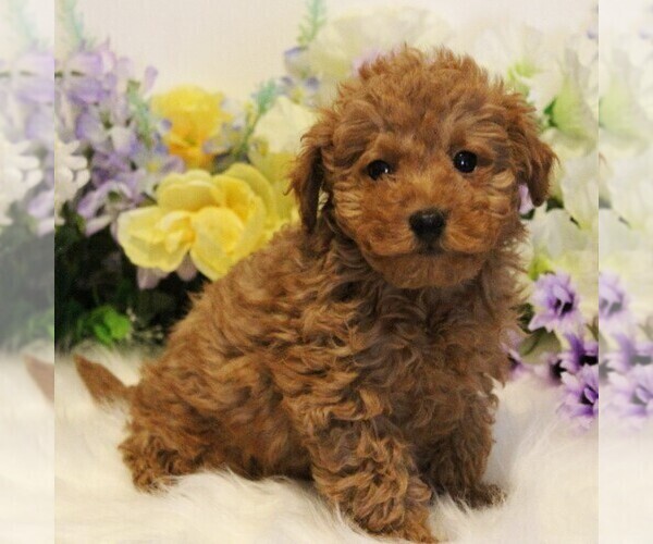 Medium Photo #3 Poodle (Toy) Puppy For Sale in COATESVILLE, PA, USA