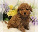 Small #2 Poodle (Toy)