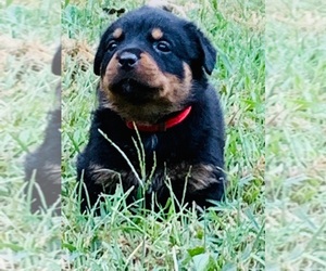 Rottweiler Puppy for sale in TOCCOA, GA, USA