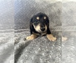 Small #15 Dachshund