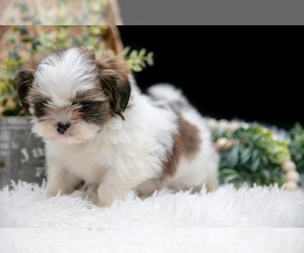 Medium Photo #3 Shih Tzu Puppy For Sale in CLARE, MI, USA