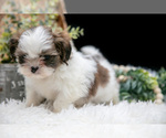 Small #2 Shih Tzu