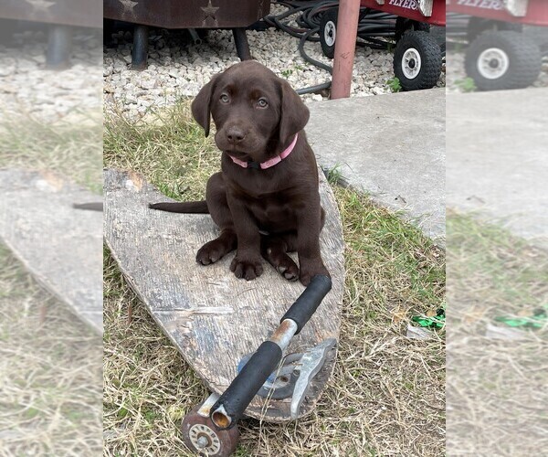 Medium Photo #3 Labrador Retriever Puppy For Sale in SHINER, TX, USA