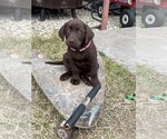 Small Photo #3 Labrador Retriever Puppy For Sale in SHINER, TX, USA