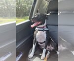 Small Photo #2 Bulldog-Labrador Retriever Mix Puppy For Sale in Sanford, FL, USA