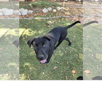 Small Photo #2 Staffordshire Bull Terrier-Unknown Mix Puppy For Sale in Tracy City, TN, USA