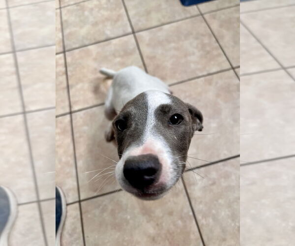 Medium Photo #3 Labrador Retriever-Unknown Mix Puppy For Sale in Tracy City, TN, USA