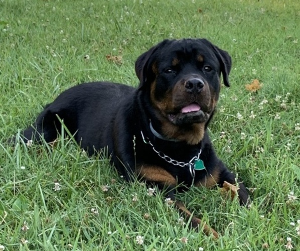 Medium Photo #2 Rottweiler Puppy For Sale in DAYTON, OH, USA