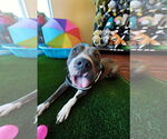 Small American Pit Bull Terrier