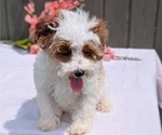 Small #3 Cavapoo (Miniature)