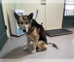German Shepherd Dog-Unknown Mix Dogs for adoption in Pasadena, CA, USA