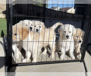 Golden Retriever Puppy for Sale in AURORA, Colorado USA