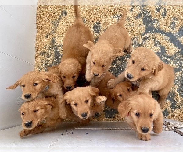 Medium Photo #9 Golden Retriever Puppy For Sale in WOODSTOCK, CT, USA