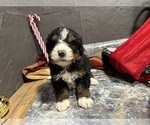 Small Photo #30 Bernedoodle Puppy For Sale in ATHENS, WI, USA