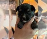 Small #1 Miniature Schnauzzie
