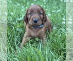 Small #3 Irish Setter