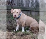 Small #6 American Pit Bull Terrier-American Staffordshire Terrier Mix