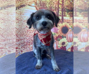 Posey - Female Maltese-Unknown Mix Dog for Adoption - Photo #3