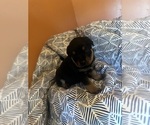 Small Photo #6 Rottweiler Puppy For Sale in HENRICO, VA, USA