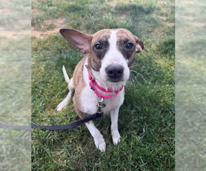 Chihuahua Dogs for adoption in Waterford, VA, USA