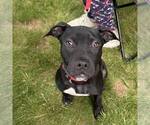 Small #5 American Pit Bull Terrier-American Staffordshire Terrier Mix