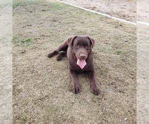 Labrador Retriever Puppy for sale in MURRIETA, CA, USA