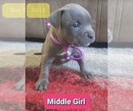 Small Photo #5 American Pit Bull Terrier Puppy For Sale in CARROLLTON, GA, USA
