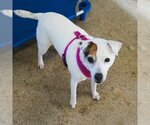 Small Photo #49 Jack Russell Terrier Puppy For Sale in Fargo, ND, USA