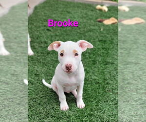American Pit Bull Terrier-Unknown Mix Dogs for adoption in Des Moines, IA, USA