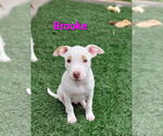 Small American Pit Bull Terrier Mix