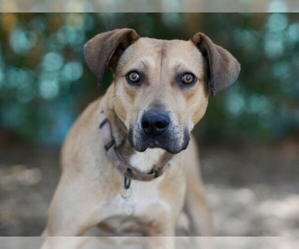 Medium Photo #3 Black Mouth Cur-Unknown Mix Puppy For Sale in Tavares, FL, USA