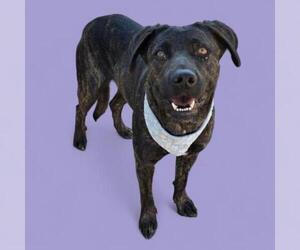Labrador Retriever-Unknown Mix Dogs for adoption in Bakersfield, CA, USA