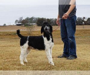 Mother of the Sheepadoodle puppies born on 12/23/2022