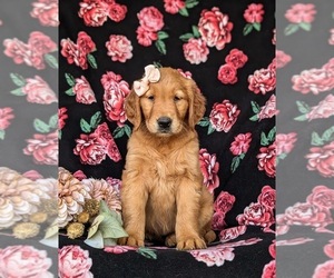 Golden Retriever Puppy for sale in QUARRYVILLE, PA, USA