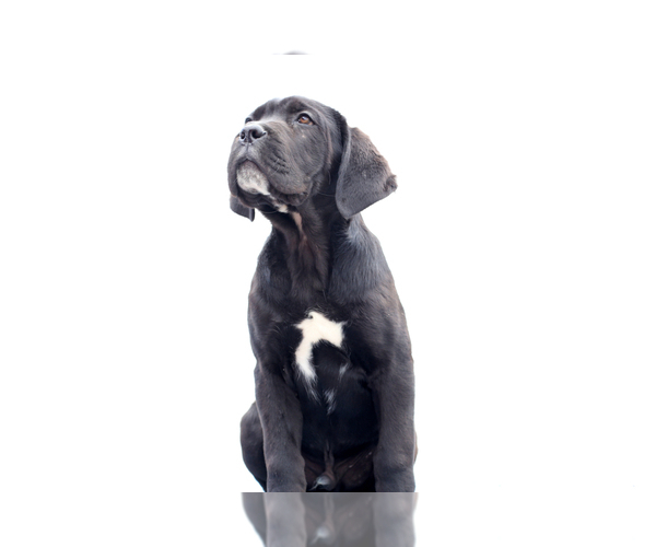 Medium Photo #1 Cane Corso Puppy For Sale in Potoceni, Buzau, Romainia