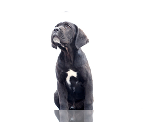 Cane Corso Puppy for sale in Potoceni, Buzau, Romainia
